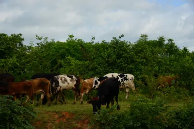 DSC_8080 (Large).JPG